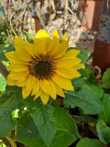 WhatsApp Image 2020-08-02 Richards sunflower